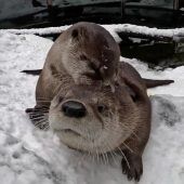 Verspielter Otter
