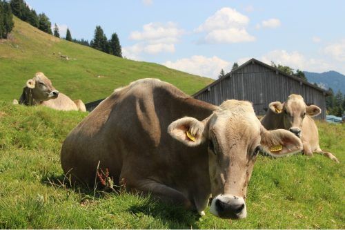 Gleiche Interessen, wie beispielsweise der Erhalt der Bergwelt und der Respekt vor der Natur, verbinden, deshalb schlossen Alma und Alpenverein jetzt österreichweit eine Kooperation. STP/2