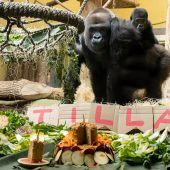 Geburtstagstorte für Gorillanachwuchs