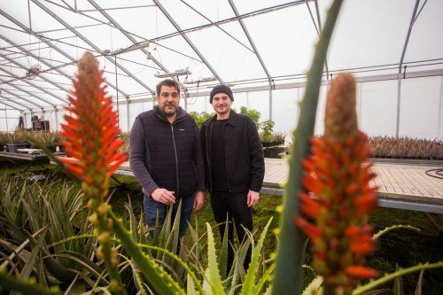 Harald und Luis Köhlmeier in ihrem Betrieb. Die Aloe-Zucht ist die erste in Österreich. VN/Steurer
