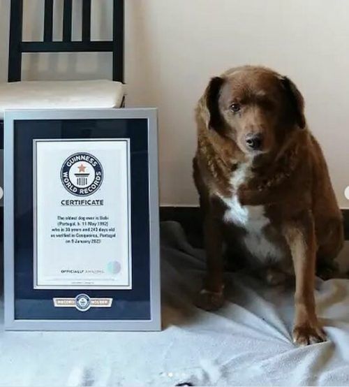 Hirtenhund Bobi mit seiner Urkunde. Im Mai wird der Vierbeiner 31 Jahre alt.