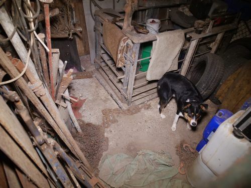 In Lauterach muss ein Hund die Nacht inmitten von Gerümpel verbringen.  VGT