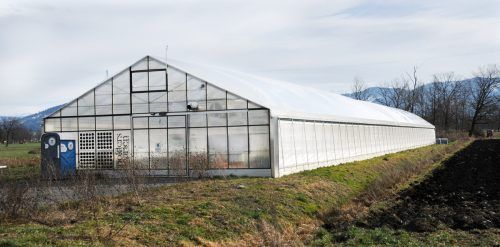 In Polders Garten gedeihen an die 5000 Aloe-Vera-Pflanzen heran. AJK/2