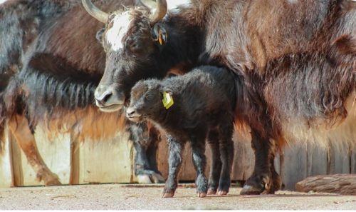 Mutter Jenny folgt ihrem Nachwuchs auf Schritt und Tritt.  Zoopark Erfurt