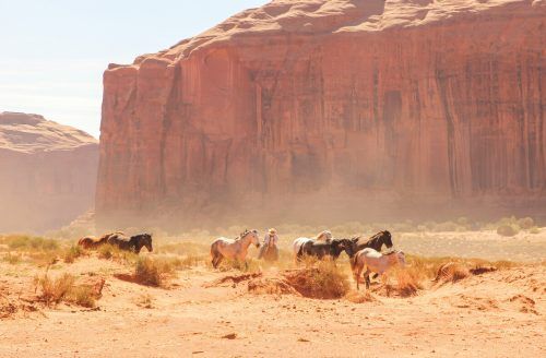 Rund 40.000 freilebende Pferde gibt es alleine im Bundesstaat Nevada. Die größte Population der USA. Shutterstock (6)