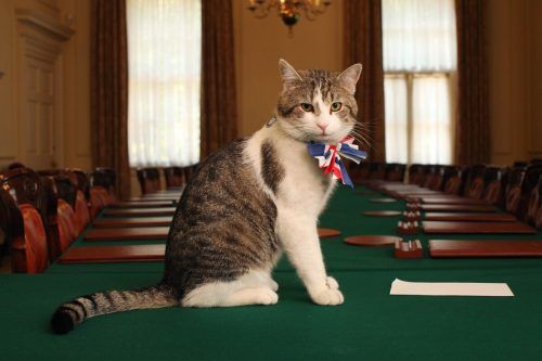 Stattliche 15 Jahre ist Kater Larry bereits alt. „Er weilt weiter in der Downing Street und fühlt sich katzenartig gut“, teilte die Regierung mit.   AP