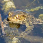 inatura informiert über Amphibien im Ländle