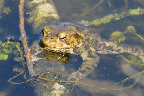 Welche Amphibien in Vorarlberg verbreitet sind, erfährt man beim inatura-Vortrag in Nenzing. inatura