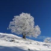 Das Ländle im weißen Winterkleid