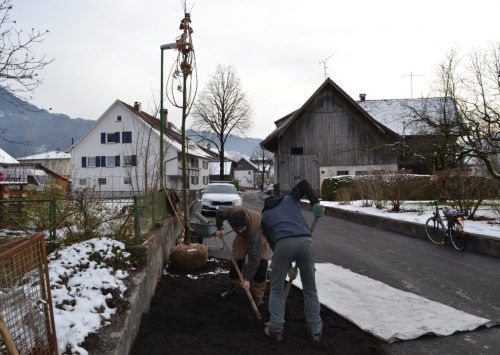 Zum Abschluss der Arbeiten in der Zehentstraße wurde eine Silberlinde nach der Schwammstadtmethode gepflanzt. Gemeinde