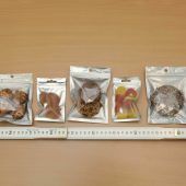 Drogenbande fabrizierte THC-Gummibärchen