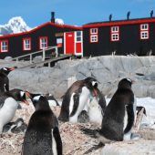Pinguine und Postamt – Bewerber für Jobs in Antarktis gesucht