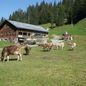 Heimische Älpler ­verlangen Wertschätzung und ­Wertschöpfung