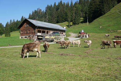 Die Alpwirtschaft gehört zu den touristischen Aushängeschildern Österreichs.  Berchtold