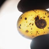 99 Millionen Jahre alte fossile Schnecke