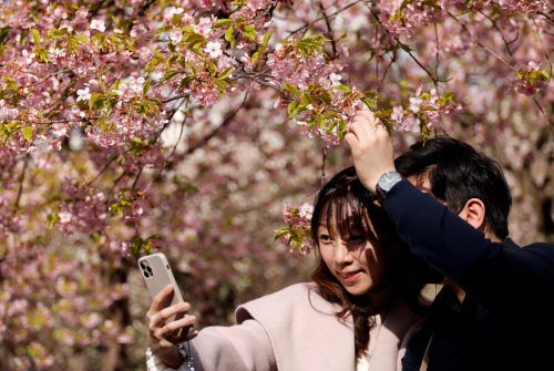 Diese Besucher fotografieren sich vor Kirschblüten in einem Park in der japanischen Hauptstadt Tokio. reuters