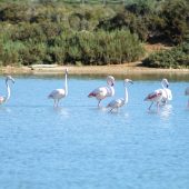 Flamingos und Salzseen