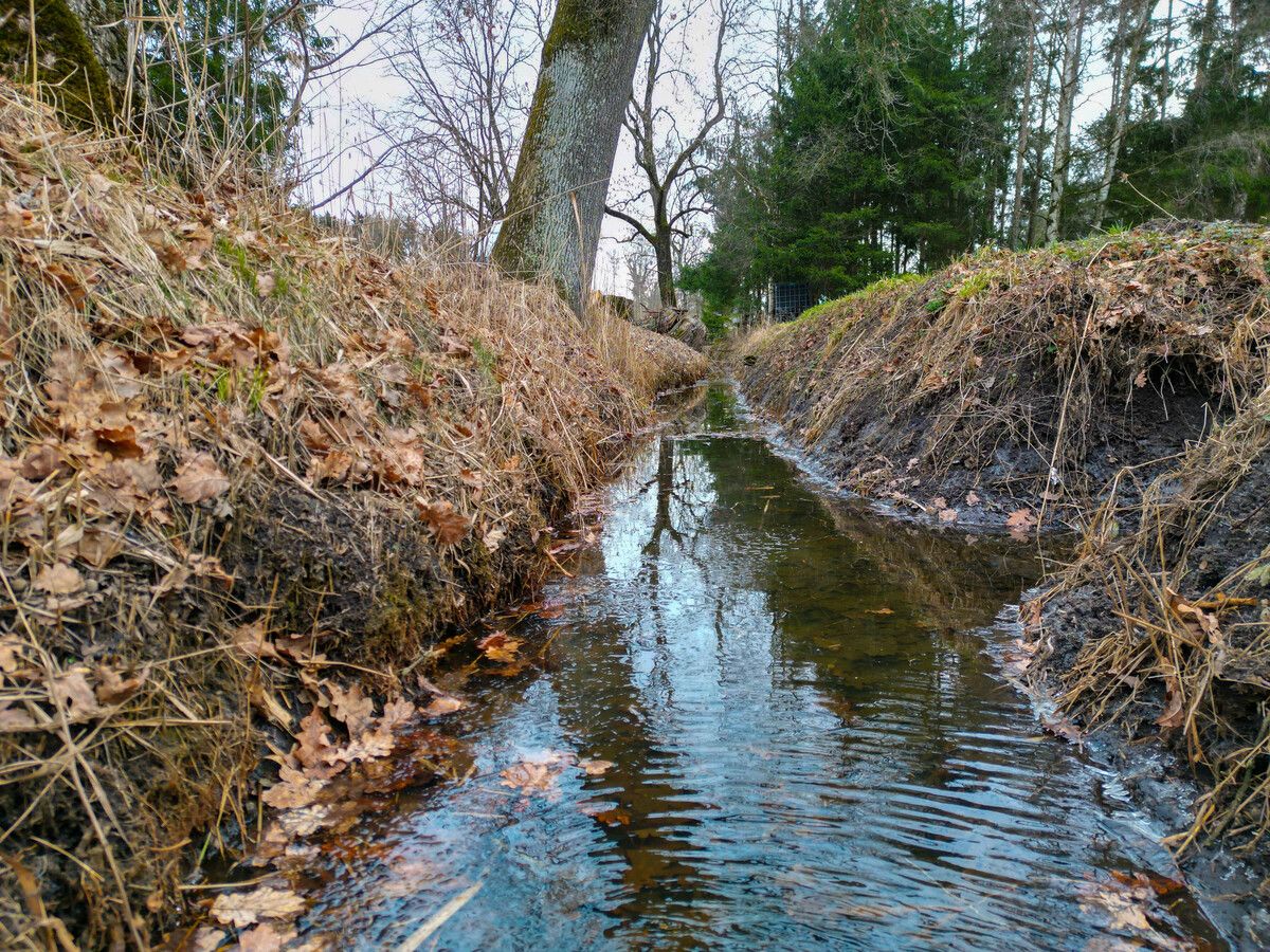 Hier im Lustenauer Ried wurde der Leichnam des Opfers aufgefunden.⇒Hartinger