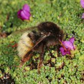 Klimawandel gefährdet Wildbienen