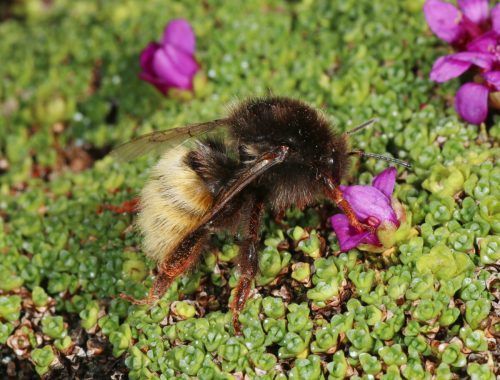 707 Wildbienen-Arten gibt es in Österreich, ihre Vielfalt ist gefährdet.  APA