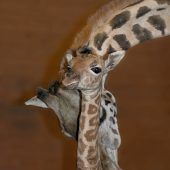 Süße Baby-Giraffe
