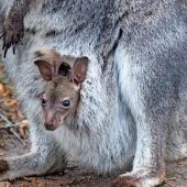 Zoo hüpft vor Freude