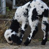 Osterlämmer eingetroffen