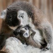 Kuscheln mit Mama