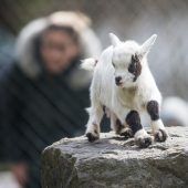 Frühling im Doppelmayr-Zoo: Bei mehreren Tierarten gibt es Nachwuchs. »a6