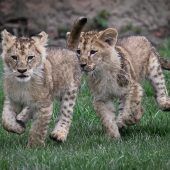 Quirliger Nachwuchs