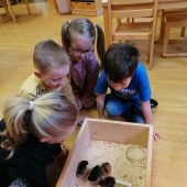 Kindergartenprojekt: Vom Ei zur Henne