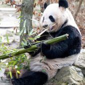 Seit 20 Jahren leben Pandas in Schönbrunn