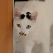 Verdacht der Tierquälerei: „Wo ist unser Kater Luke?“