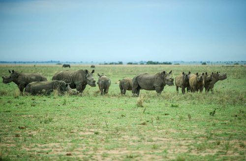 Knapp 2000 bedrohte Breitmaulnashörner leben auf der „Platinum Rhino“-Ranch. AFP