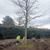 Trotz Großbaustelle werden die Bäume erhalten