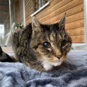 Katzen-Opi Nero sucht Gnadenplatz