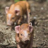 Tierisch süßer Nachwuchs