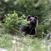 Großraubtiere werden in Alpen zum Problem