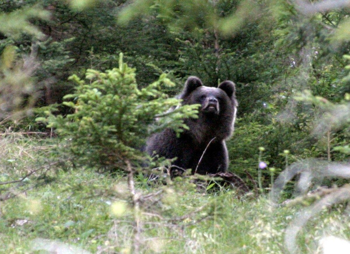 Braunbär Bruno, als Problemtier ausgemacht, hielt vor Jahren Jäger und Älpler in Aufregung. In Bayern wurde er letztlich erlegt. ⇒DPA