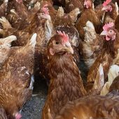 Weniger Eier wegen Vogelgrippe