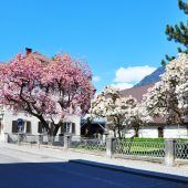 Magnolienfest im Würbel-Areal