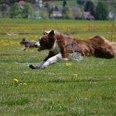 Hundefreunde laden zum Osterturnier