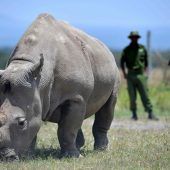 Millionäre schützen Natur Afrikas