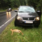Jährlich rund 300 Wildunfälle im heimischen Straßenverkehr