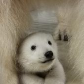 Kleine tierische Sensation