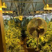 Über eine Tonne Cannabis in Wien und Niederösterreich entdeckt