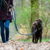 Hund biss Arbeiter in den Bauch