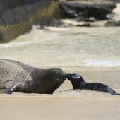 Hawaii sperrt beliebten Strand nach seltener Robbengeburt