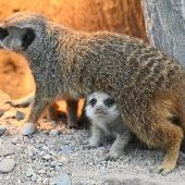 Unter Mama versteckt