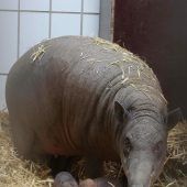 Erstmals im Doppelpack